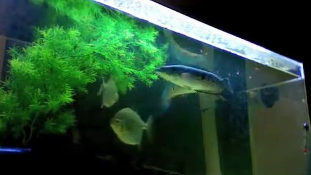Snakehead смотреть онлайн