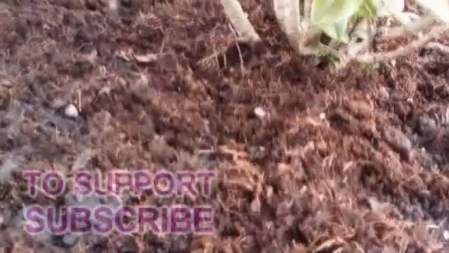 How To Grow Hebe : Franciscana Variegata (Purple Flowering) смотреть онлайн