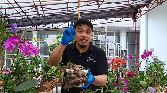 Fittonia, Tanaman Hias Berdaun Cantik Yang Tidak Rewel, Cara Menanam dan Merawat Fittonia, смотреть онлайн