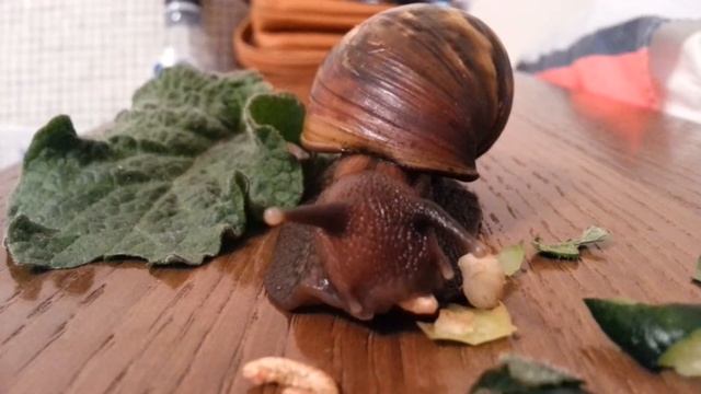 Улитка Фрейд ест смотреть онлайн