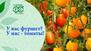 КОКТЕЙЛЬНЫЕ ТОМАТЫ