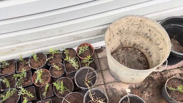 Пересаживаю 90 туй | Продолжаем убирать участок смотреть онлайн