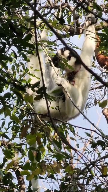 Lemur chillin' & eatin' leaves #wildlife #nature #animals смотреть онлайн