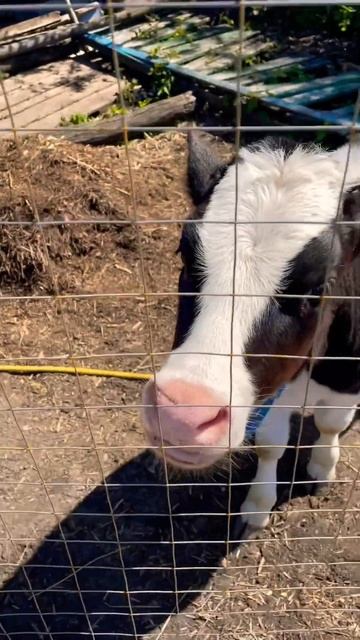 #деревня #farming #сарай #cow #животные #корова #теленок #бык #жизньвдеревне #звезда смотреть онлайн