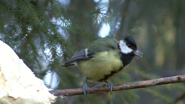 TALGOXE Great Tit (Parus major) Klipp - 3382 смотреть онлайн