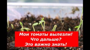 Три самых главных условия для рассады томатов. Это надо знать.