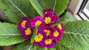 КАК сохранить ПРИМУЛУ, подаренную к 8-му МАРТА, всё о примуле, от А до Я