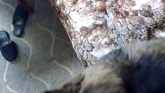 Кот Марс. Высказался. Смотрит на мир. смотреть онлайн
