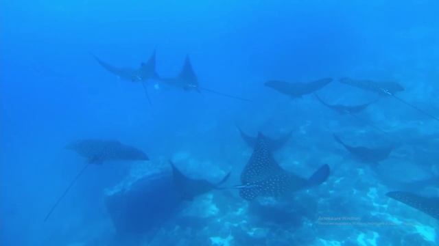 Подводный мир.