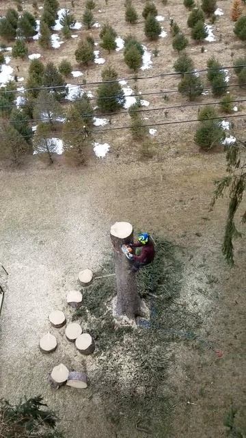 Ben chunking Norway Spruce logs смотреть онлайн