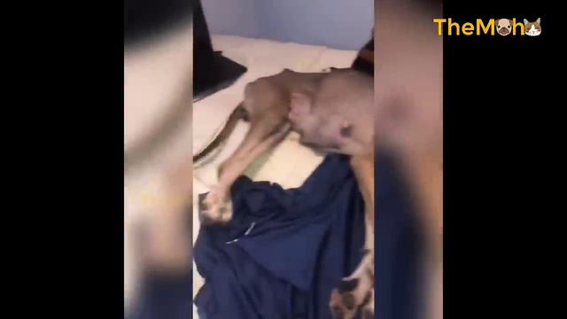 She Went To The Restaurant, Clinging To Each Person To Beg For Food But No One Helped смотреть онлайн