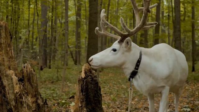 «Чувство снега»  — новый спектакль «Антикварного цирка»