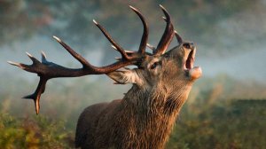 Аида Ведищева - "Лесной олень"