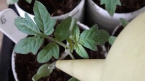 РАССАДА ТОМАТОВ: ОТ ВСХОДОВ ДО ПИКИРОВКИ