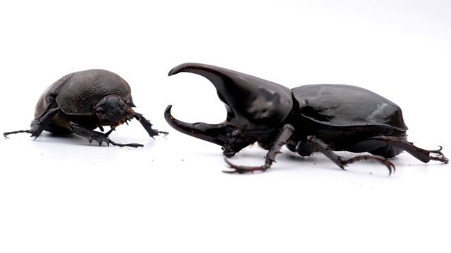 Xylotrupes beckeri смотреть онлайн