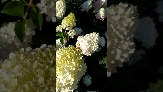 Ванила Фрайз ,шикарный куст смотреть онлайн