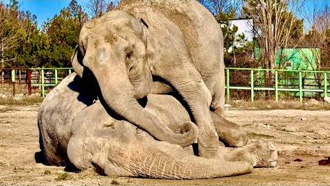 18+ смотреть НЕ ВСЕМ! Слониха Магда пытается заставить дышать свою ушедшую подругу… смотреть онлайн