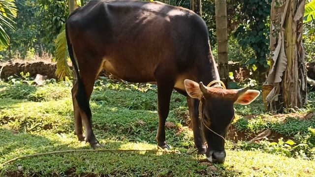 Cow Showing love ❤️||She is Bittu|| local cross breed cow||She is 1year 6 months baby❤️ смотреть онлайн