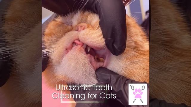Ultrasonic Teeth Cleaning for Cats смотреть онлайн