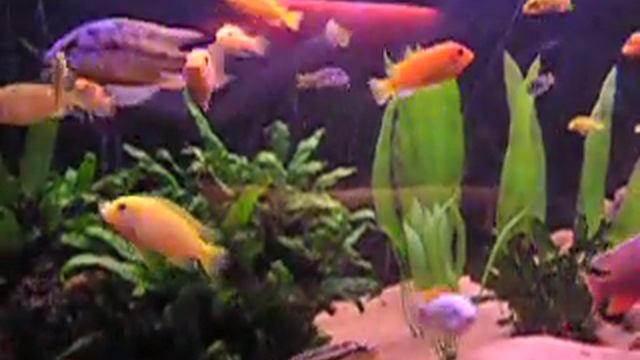 Aquarium Malawi Cichlid 720 L. Fish tank смотреть онлайн