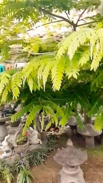 Horticultural Paradise: Discover the Beauty of an Outdoor Small Lawn in this Trending YouTube Short смотреть онлайн