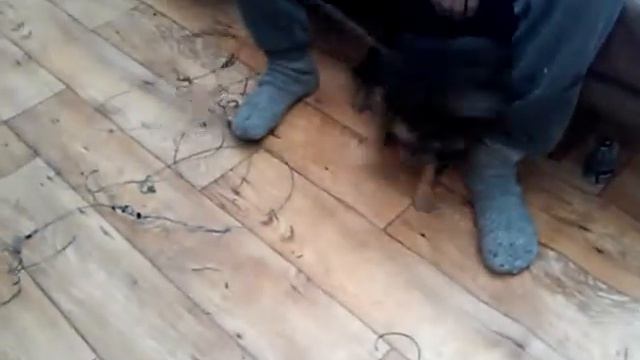 Браконєрство я знайшов сильки