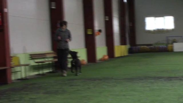 Бахвалова Анна и Деймон ОБД 1 Кубок Dogs HaLL (тренировочные, 1 этап)09.11.19 смотреть онлайн