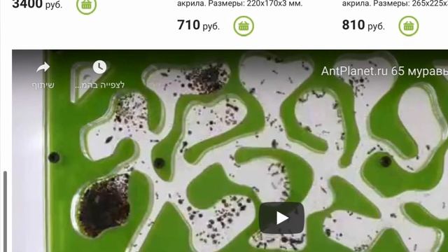 Информация о муравьях которых можно купить смотреть онлайн