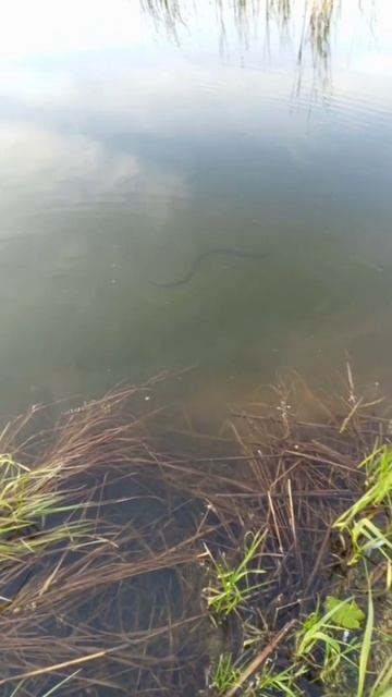 Добрый вечер , уж! смотреть онлайн