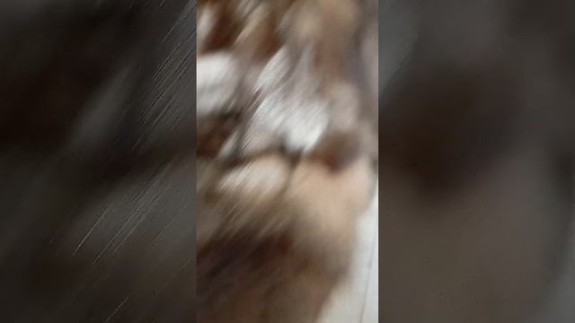 меховая жилетка смотреть онлайн