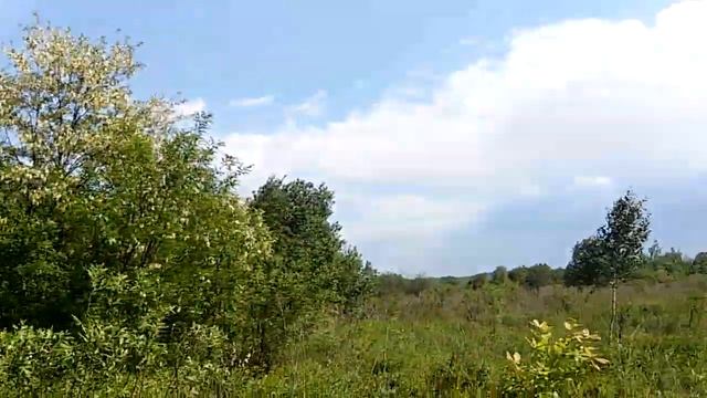 Цвіте акація. Розвезення роївень. Стан медоносної бази. смотреть онлайн