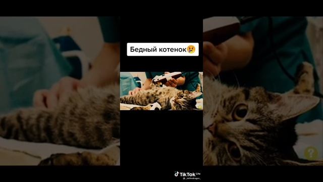 бедный котёнок😢😢😥 смотреть онлайн