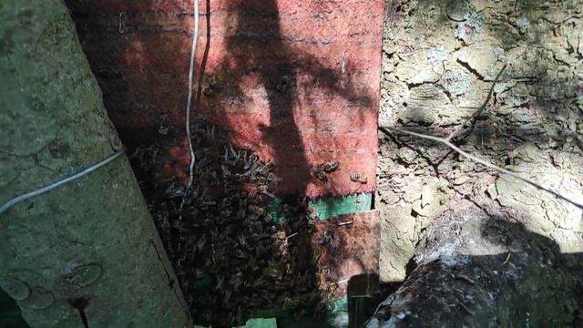 Пчеловодство.Роеловство.Заметки роеловного сезона.Радостные моменты оправданных трудов. #Поимка_рое смотреть онлайн