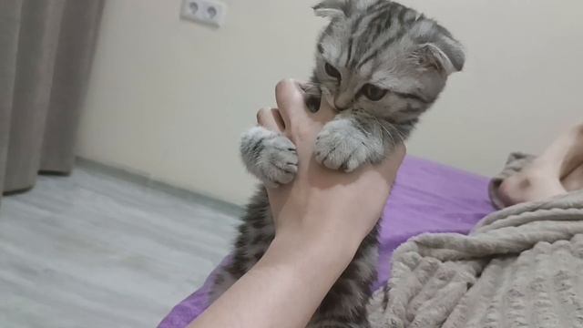 Драка лапкой