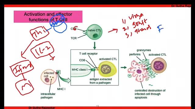 T cell development part 4 смотреть онлайн