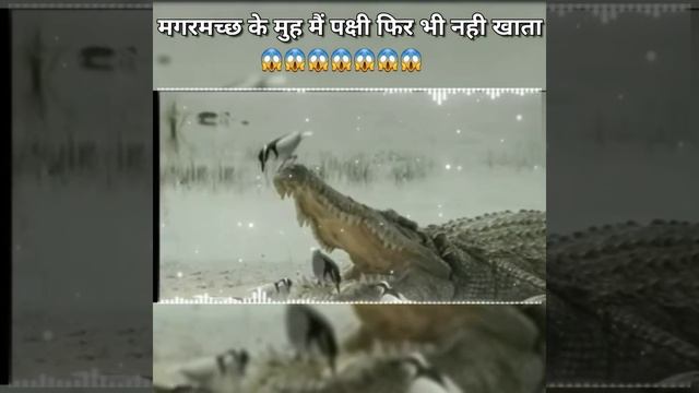 मगरमच्छ के मुह मैं पक्षी फिर भी नही खाता || 😱😱 #Shorts #HRFacts смотреть онлайн