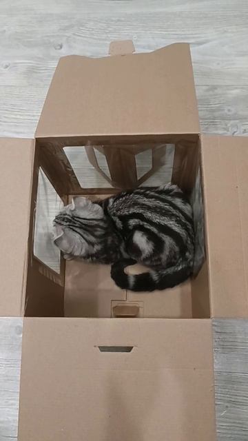 Осваивает новую коробку