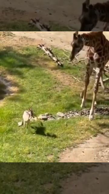 Жираф освободил антилопу смотреть онлайн