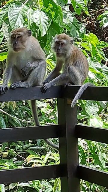 Tree Top Walk @ National Park Singapore
