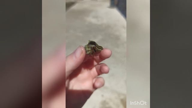 16 сентября 2023. Павлина🦚. Краб🦀 Морские ванны. Местные сладости. Базар. Отдых. смотреть онлайн