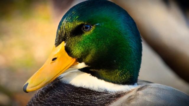 zvuky zvířat/animal sounds/Звуки животных - zvířátka pro nejmenší смотреть онлайн