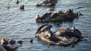 Байкальская нерпа