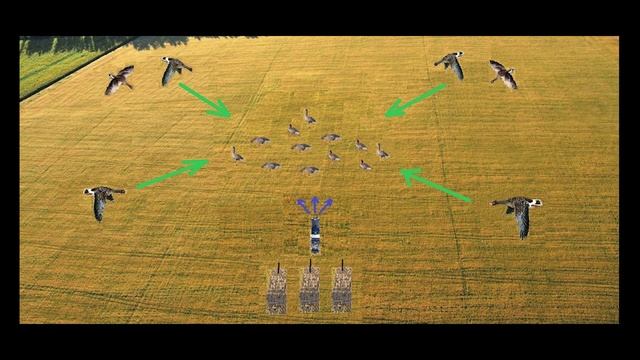 Расстановка гусиных чучел: 