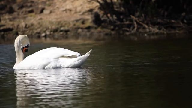 Relaxing Music For Ducks смотреть онлайн