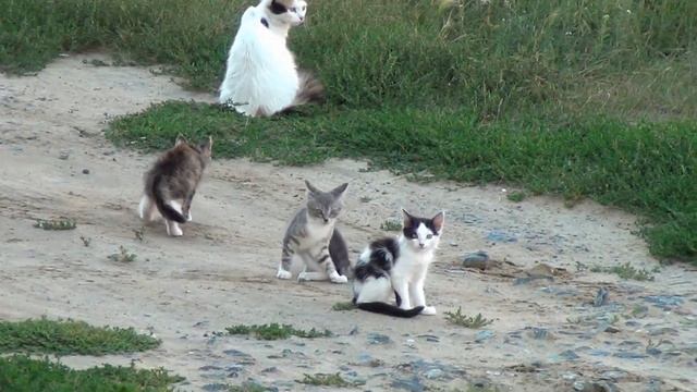 Семейство с наших огородов. Выводит на люди... смотреть онлайн