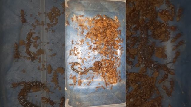 Mystrium dracula hay còn gọi là ma cà rồng tấn công con mồi bằng tốc độ phi thường смотреть онлайн