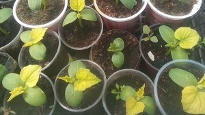 Почему желтеют листья у рассады: 3 главные причины