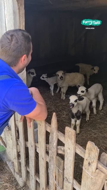 🐑 The sheep whisperer #shorts @FurryTails смотреть онлайн