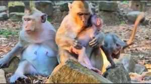 Молодая неопытная макака-мама с первенцем  000038326.mp4