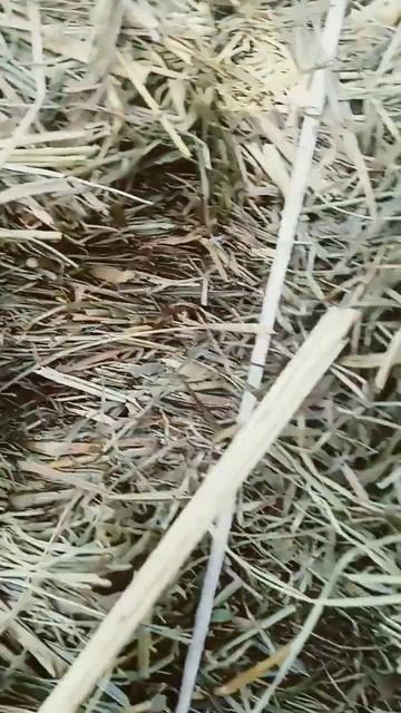 жизнь грызунов в тёплом доме